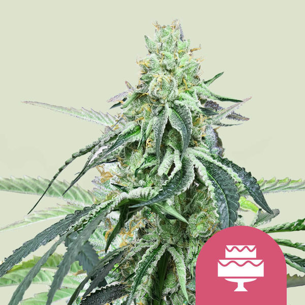 Wedding Gelato (Royal Queen Seeds) feminizowane