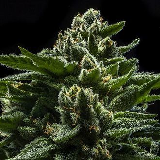 DO-G (Ripper Seeds) feminizowane