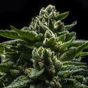 DO-G (Ripper Seeds) feminizowane