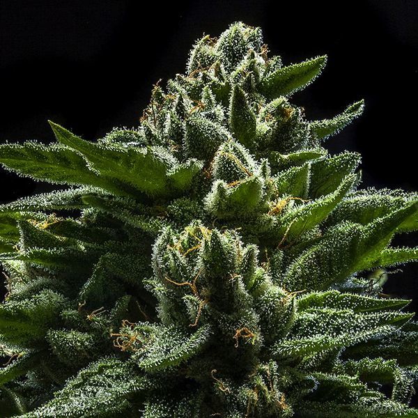 DO-G (Ripper Seeds) feminizowane