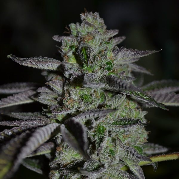 Chempie (Ripper Seeds) feminizowane