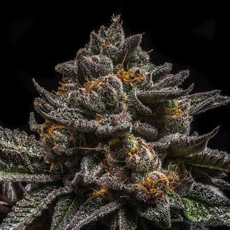 Brain Cake (Ripper Seeds) feminizowane