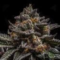 Brain Cake (Ripper Seeds) feminizowane