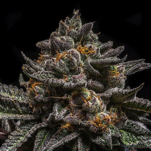 Brain Cake (Ripper Seeds) feminizowane