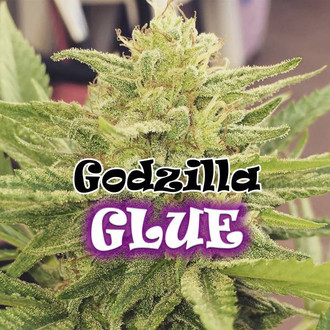 Godzilla Glue (Dr. Underground) nasiona marihuany feminizowane