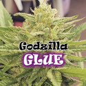 Godzilla Glue (Dr. Underground) nasiona marihuany feminizowane