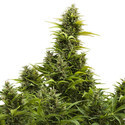 Medikit Automat (Buddha Seeds) feminizowane