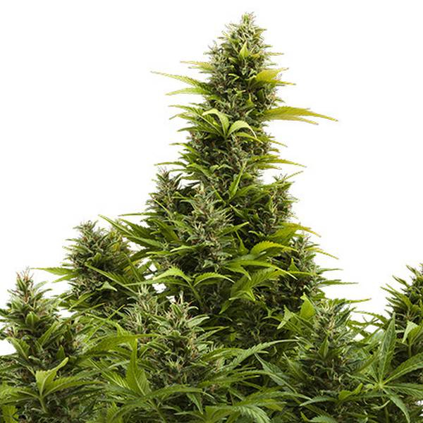 Medikit Automat (Buddha Seeds) feminizowane