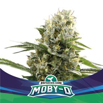 Moby-D XXL Automat (BSF Seeds) feminizowane