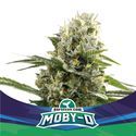 Moby-D XXL Automat (BSF Seeds) feminizowane