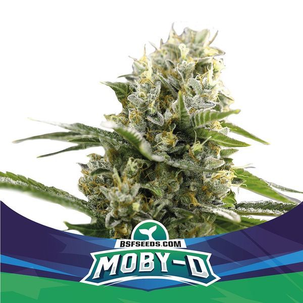 Moby-D XXL Automat (BSF Seeds) feminizowane