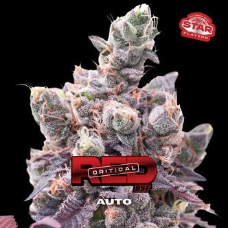 Red Critical Automat (BSF Seeds) feminizowane