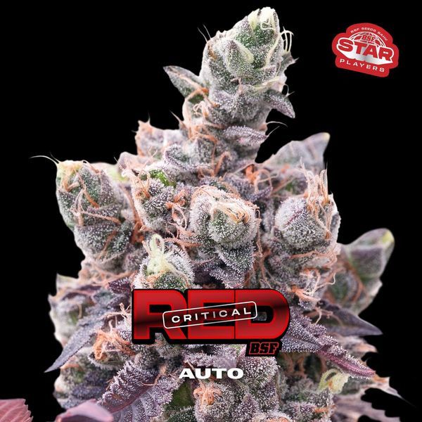 Red Critical Automat (BSF Seeds) feminizowane