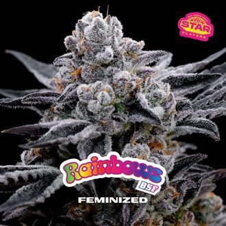 Rainbows (BSF Seeds) feminizowane