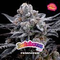Rainbows (BSF Seeds) feminizowane
