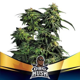 OBG Kush (BSF Seeds) nasiona marihuany feminizowane