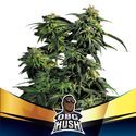 OBG Kush (BSF Seeds) nasiona marihuany feminizowane