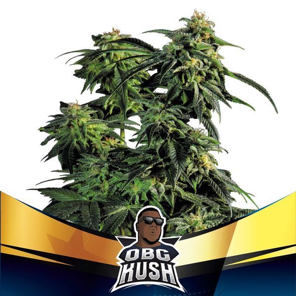 OBG Kush (BSF Seeds) nasiona marihuany feminizowane