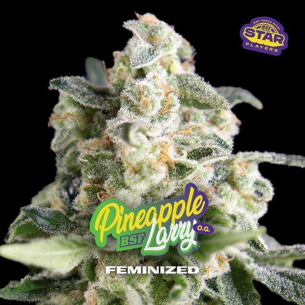 Pineapple Larry OG (BSF Seeds) feminizowane