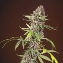 Red Mandarine F1 Fast Version (Sweet Seeds) feminizowane