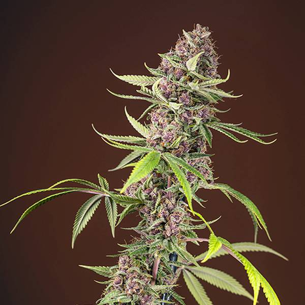 Red Mandarine F1 Fast Version (Sweet Seeds) feminizowane