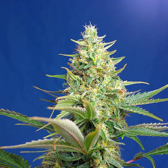 Sweet Pure Auto CBD (Sweet Seeds) nasiona marihuany feminizowane