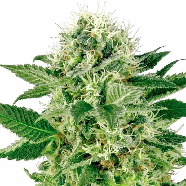 Northern Lights (White Label) feminizowane