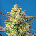 Sweet Cheese XL Automat (Sweet Seeds) nasiona marihuany feminizowane