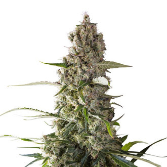 Prima Holandica (Super Sativa Seed Club) regularne