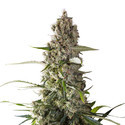 Prima Holandica (Super Sativa Seed Club) regularne