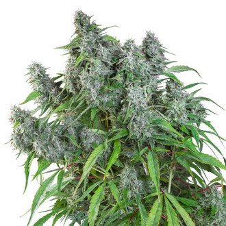 Frosty Friday (Super Sativa Seed Club) Regularne