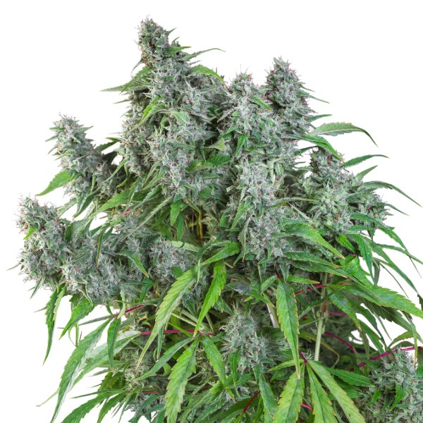 Frosty Friday (Super Sativa Seed Club) Regularne