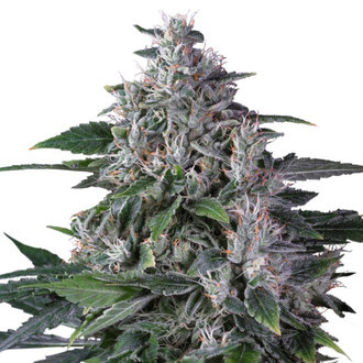 Karel's Haze (Super Sativa Seed Club) regularne