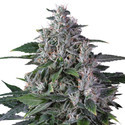 Karel's Haze (Super Sativa Seed Club) regularne