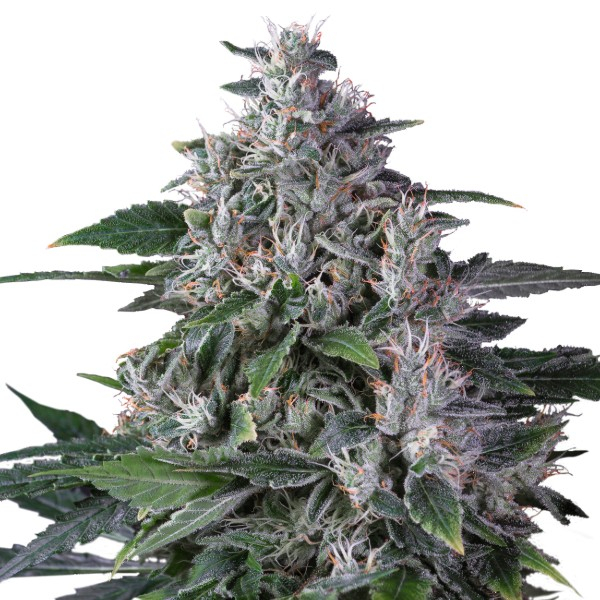 Karel's Haze (Super Sativa Seed Club) regularne