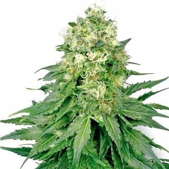 White Widow (White Label) feminizowane