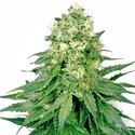 White Widow (White Label) feminizowane