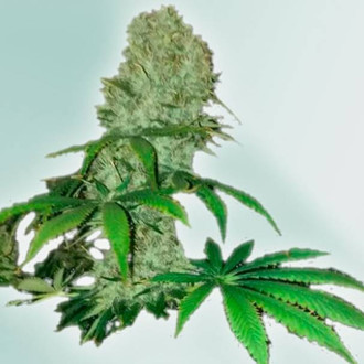 Cure CBD (VIP Seeds) feminizowane