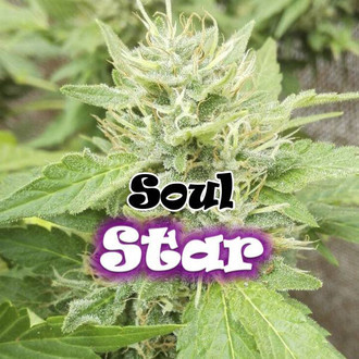Soul Star (Dr. Underground) feminizowane