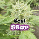 Soul Star (Dr. Underground) feminizowane
