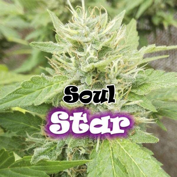 Soul Star (Dr. Underground) feminizowane