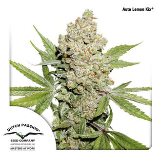 Auto Lemon Kix (Dutch Passion) feminizowane