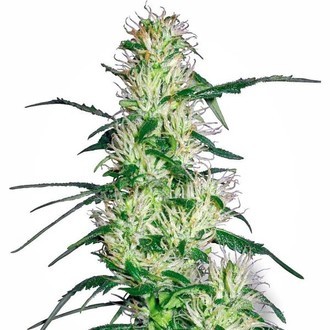 Purple Haze (White Label) feminizowane