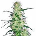 Purple Haze (White Label) feminizowane