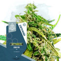 CBD Fix (Zamnesia Seeds) Feminizowane