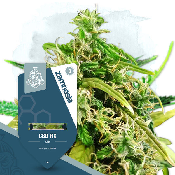 CBD Fix (Zamnesia Seeds) Feminizowane