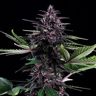 Swiss Dream Rosé Auto CBD (Kannabia) feminizowane nasiona marihuany