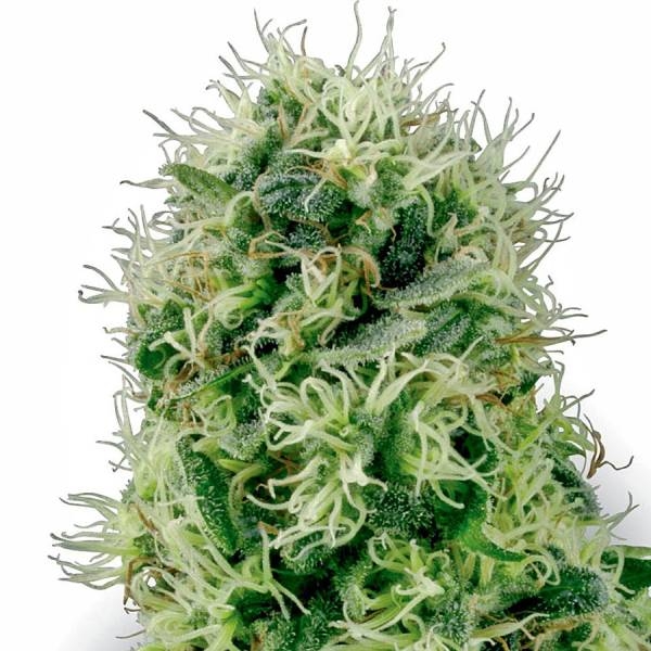 Pure Power Plant (White Label) nasiona marihuany feminizowane