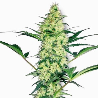 White Diesel (White Label) feminizowane