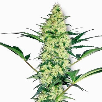 White Diesel (White Label) feminizowane